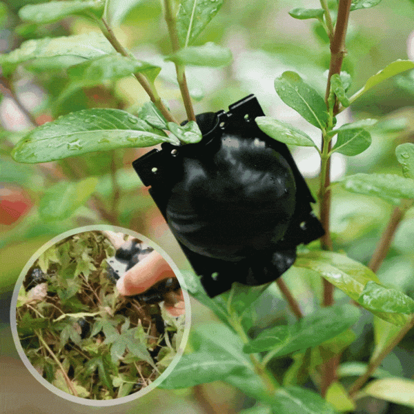 EasyRoot™ Wurzelball | 6er SET Zu verkaufen