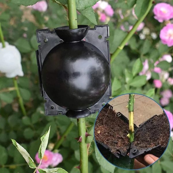EasyRoot™ Wurzelball | 6er SET Zu verkaufen – Bild 2