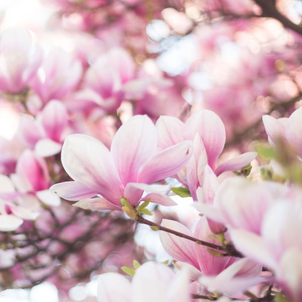 Nahaufnahme blühender Magnolienbaum, Glasbild Quadratisch Verkauf – Bild 5