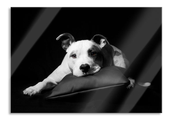 American Staffordshire auf Kissen, Glasbild Jetzt online