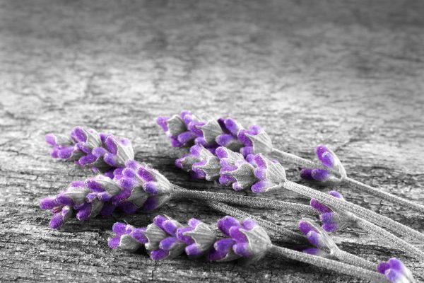 liegender Lavendel auf Stamm, Glasbild Online – Bild 5