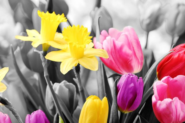 schöne Narzissen mit Tulpen, Glasbild Jetzt online – Bild 5