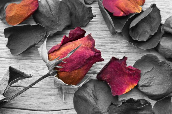 getrocknete Rosen auf Holztisch, Glasbild Verkauf – Bild 5