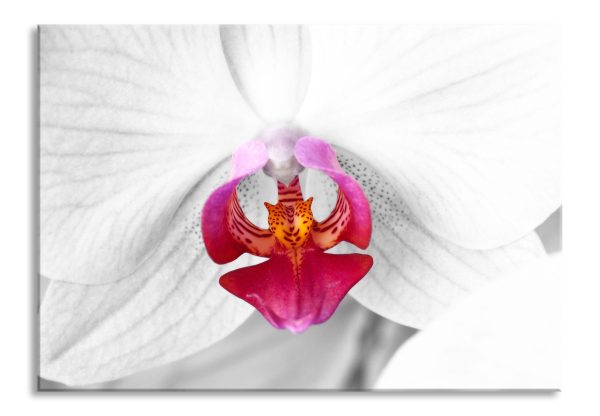 anmutige Orchideen Blüte, Glasbild Verkauf